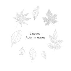 Line art - Autumn leaves