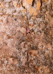 Wild fragrant pink cyclamen flowers bloom in a crevice