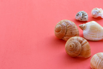 Seashells light and brown on a coral background, side view from abovе
