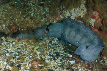 Atlantic wolffish (Anarhichas lupus) fighting over a cave and a female (Saltstraumen, Norway)