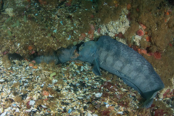 Atlantic wolffish (Anarhichas lupus) fighting over a cave and a female (Saltstraumen, Norway)