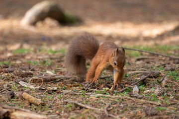 red squirrel, Sciurus vulgaris, close up on pine needle forest floor while stomping/hitting ground in act of caching nut during October, autumn/fall in Scotland.