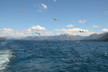 seagulls in the sea