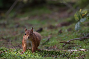 Naklejka na ściany i meble red squirrel, Sciurus vulgaris, on a sunny day running/leaping above a pine needle forest floor during autumn/fall in Scotland.