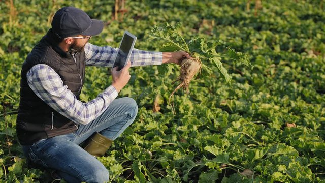 Male farmer using digital tablet takes a picture of ripe sugar beets, holding it in his hand.