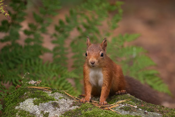 Naklejka na ściany i meble red squirrel, Sciurus vulgaris, close up portrait on pine needle forest floor and tree stump covered in moss on a sunny autumn/fall day in October, Scotland.