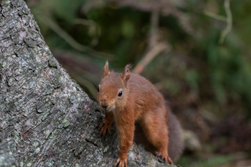 Naklejka na ściany i meble Red squirrel, Sciurus vulgaris, close up portrait amongst leaves and pine tree trunk on a sunny day during October in Scotland.