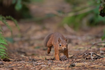 red squirrel, Sciurus vulgaris, on a sunny day running/leaping above a pine needle forest floor during autumn/fall in Scotland.