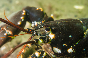 Lobster (Homarus gammarus) at the Swedish west coast	