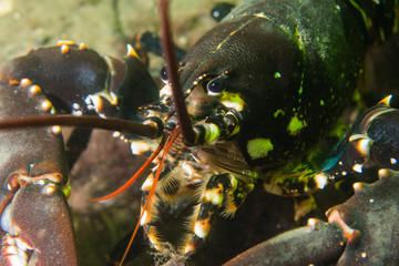 Lobster (Homarus gammarus) at the Swedish west coast	
