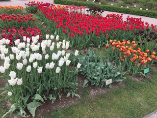 Tulips in Scandinavia