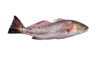 Fish  Red Drum (Sciaenops ocellatus) with four black dots  on white background. Isolated