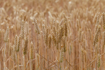 Getreide in Deutschland