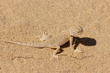 Toadhead agama Phrynocephalus mystaceus on a sand dune in Dagestan. Lizard in wildlife.