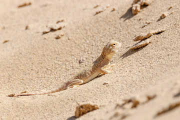 Toadhead agama Phrynocephalus mystaceus on a sand dune in Dagestan. Lizard in wildlife.