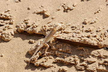 Toadhead agama Phrynocephalus mystaceus on a sand dune in Dagestan. Lizard in wildlife.