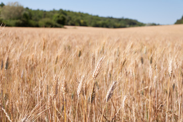 Field of wheat in summer time