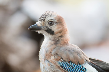 Beautiful portrait of Eurasian Jay in forest