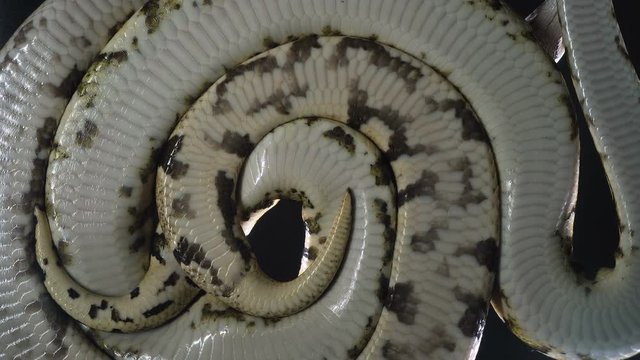 Footage royal phytons, camera rushed down