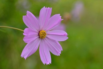 Fototapeta premium pink cosmos flower in the garden