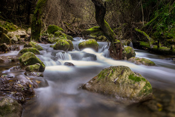 Obraz premium water river in the mountain with trees, rocks and plants