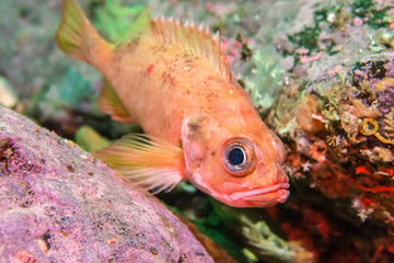Rose fish (Sebastes norvegicus) at the west coast of Norway