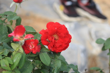 red flowers in the garden