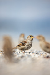 House sparrow (Passer domesticus)