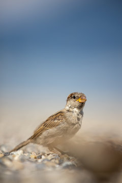 House sparrow (Passer domesticus)