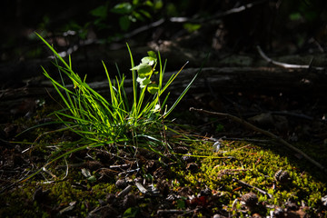 Gras Lichtung Sonnenlicht Nahaufname Detail Leben gedeihen Lichtschein Hoffnung Zuversicht Entstehung kreislauf Pflanze Sinnbild erobern Wachstum Makro Sauerland Deutschland Naturschutzgebiet