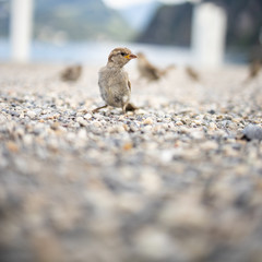 House sparrow (Passer domesticus)