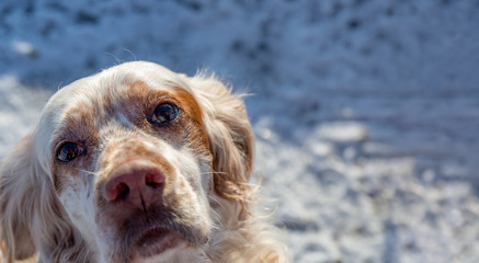 Orange Belton English Setter on a snowy background faithfully peeking into the frame.