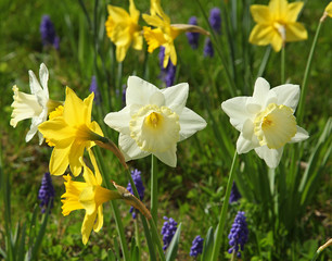 Narcisse et muscaris dans une pelouse	