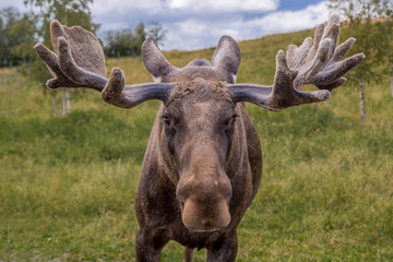 Close up frontal view of a male moose with large antlers on a green meadow in Sweden.
