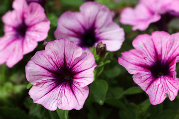 Petunia plant is originally from South America and is closely related to ornamental tobacco plant of the genus Nicotiana