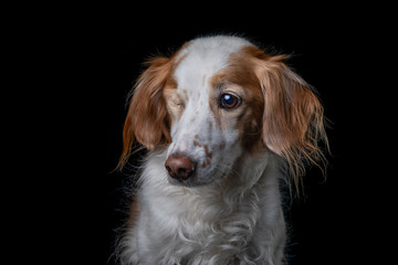 Studio portrait of a one-eyed orange and white Brittany Dog on black background.