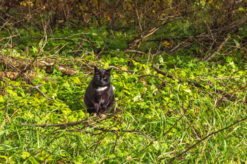 Black cat sitting on a green lawn.