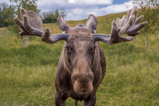 Close up frontal view of a male moose with large antlers on a green meadow in Sweden.
