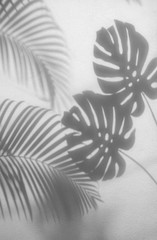 shadows palm leaves and monstera leaf on concrete textured wall surface background. White and Black tone © lamyai