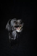 Studio portrait of a young, black Irish Setter catching a noodle on a black background.