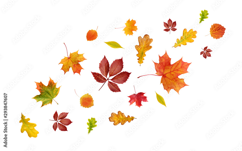 Wall mural falling autumn leaves isolated on white background.