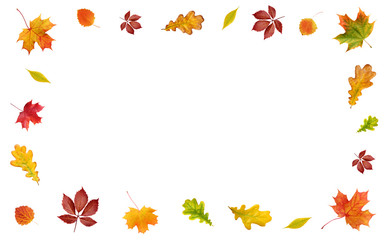 backdrop with autumn leaves on white background. frame of yellow, red and orange leaves