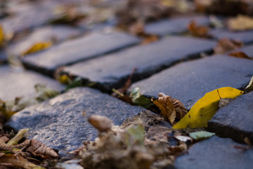 Background or texture from an old paving stones with yellowing autumn, fallen leaves on the road.