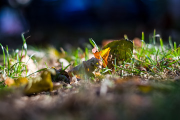 Background or texture of grass and fallen and yellowed leaves in autumn.