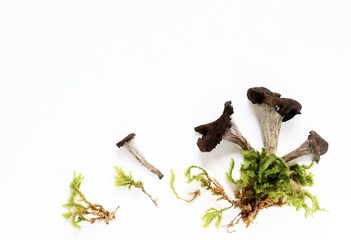 Black Trumpet Mushroom. black chanterelle . Flatlay. copy space. top view