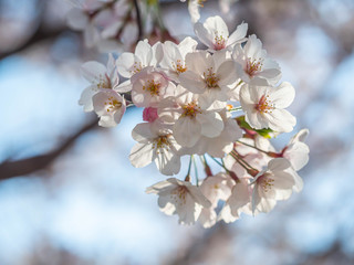 Cherry blossom season. Closeup of sakura flower blooming with sunlight and blurry bokeh background in the park or garden.