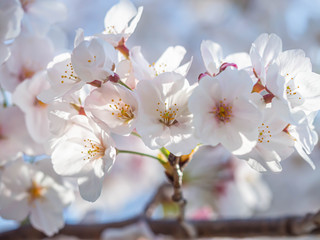 Cherry blossom season. Closeup of sakura flowers with sunlight and blurry petals background.