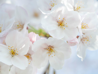 Abstract flower background. Closeup of sakura flower blooming in cherry blossom season.