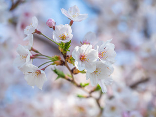 Cherry blossom season. Closeup of sakura flower blooming in the park or garden with blurry sky and petal background.