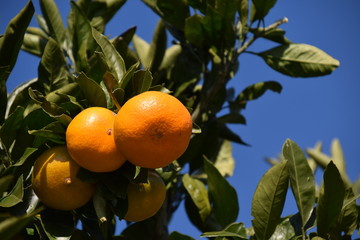 Satsuma orange - Citrus unshiu. It is called “Mikan” in Japan.